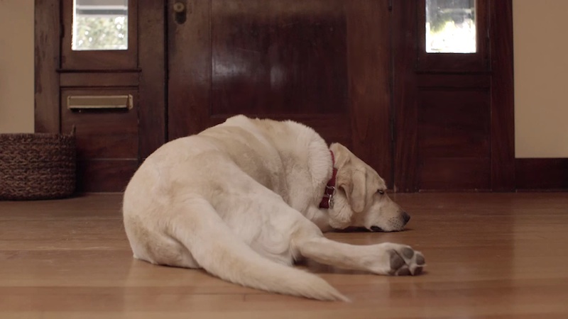 Budweiser: Los amigos esperan