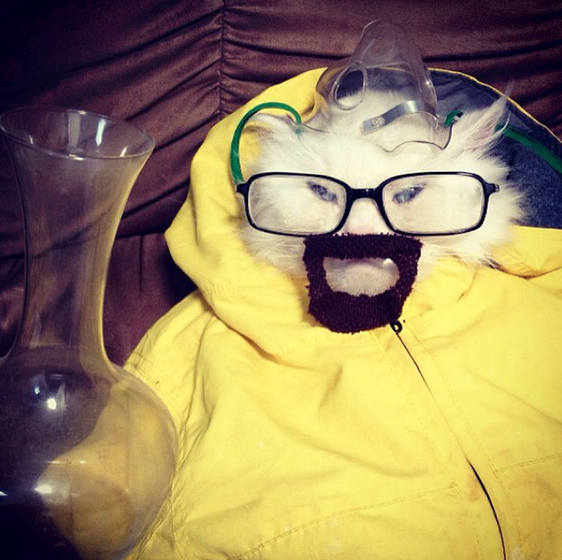 Gato Walter White