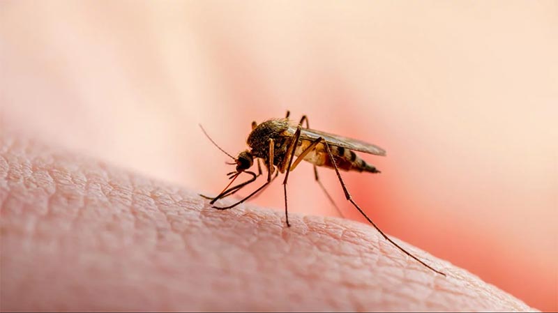 10 HECHOS POCO CONOCIDOS SOBRE LOS MOSQUITOS