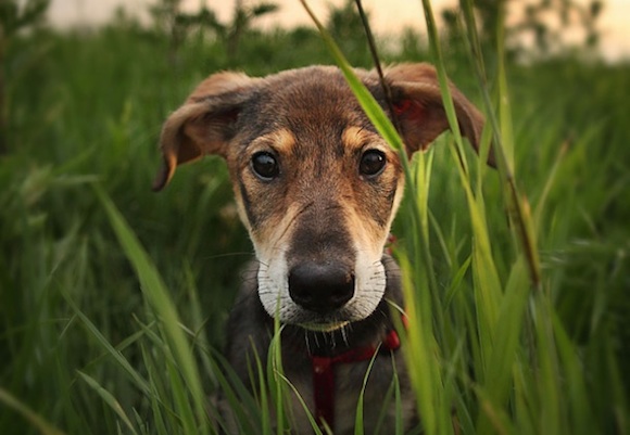 Todo lo que se de la vida lo aprendi de mi perro